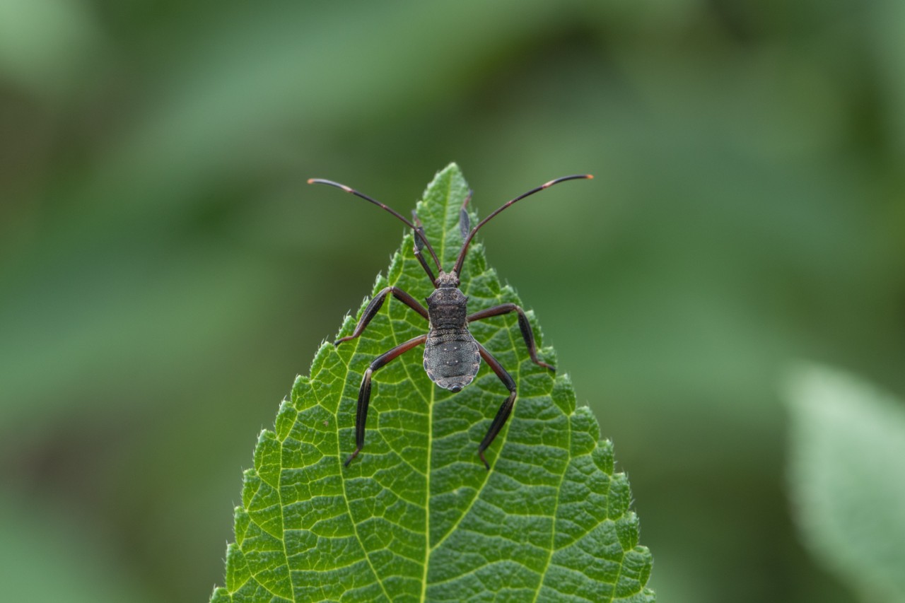 Bug on leaf