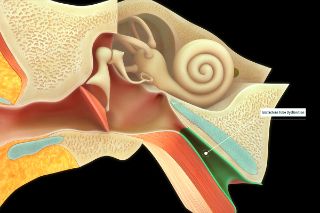 Eustachian tube dynfunction